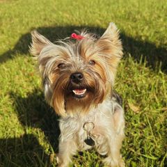 Nala - Yorkie Mama